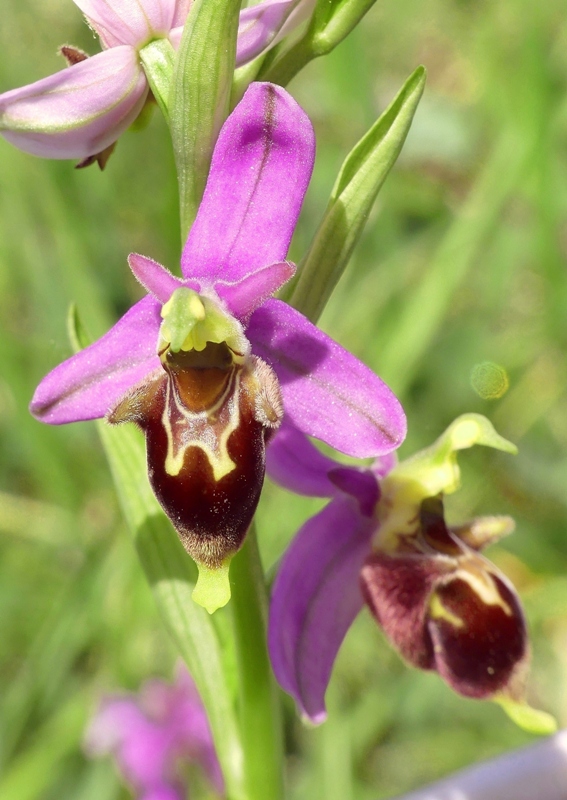 Ophrys apifera x Ophrys holosericea subsp.dinarica, splendidi ibridi nell''aquilano 2021.